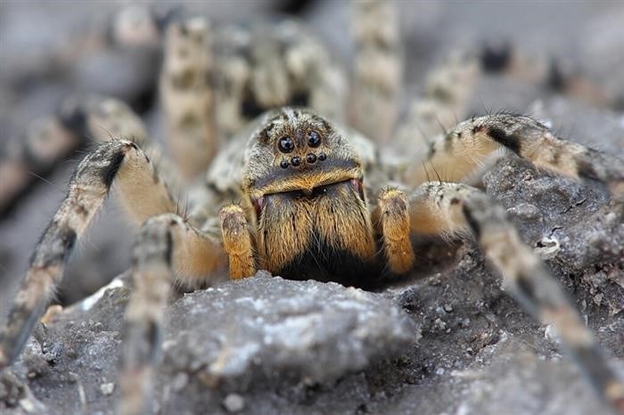 Как охотятся и чем питаются тарантулы