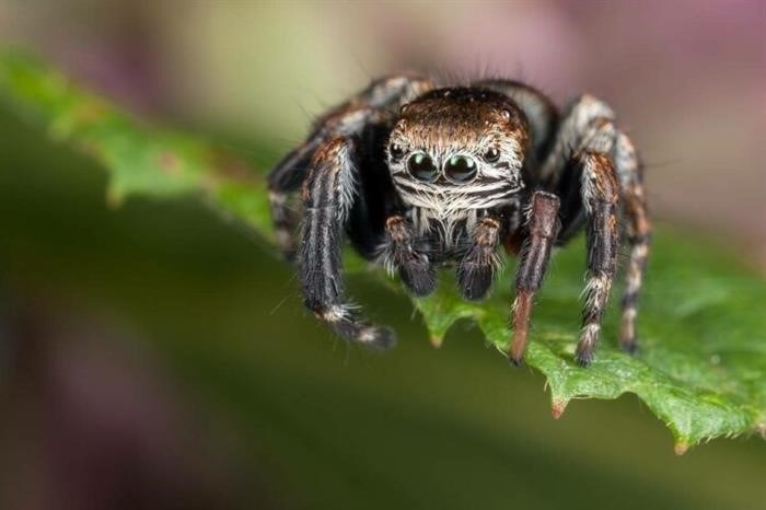 Размножение и продолжительность жизни паука с большими глазами