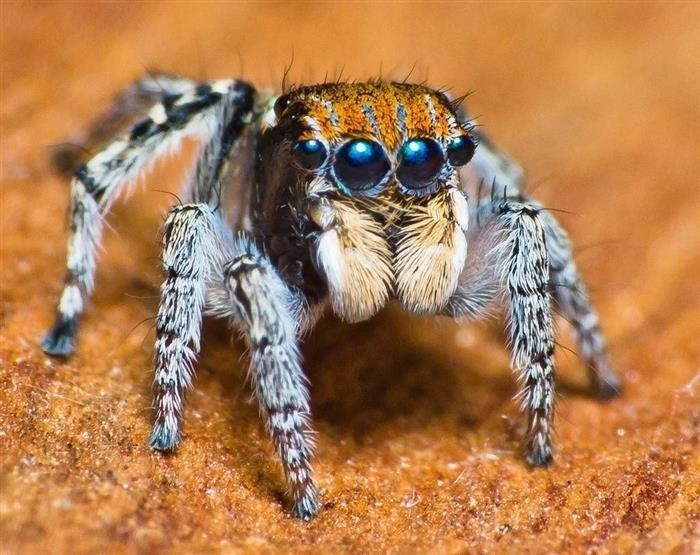 Способы охоты и питание паука с большими глазами