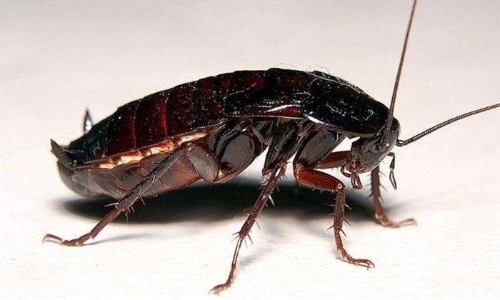 Живучесть черных тараканов