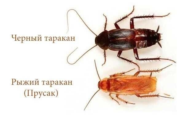 Какие бывают тараканы