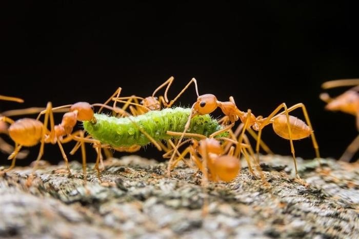 Кто такие рыжие муравьи: как выглядят, строение. Фото