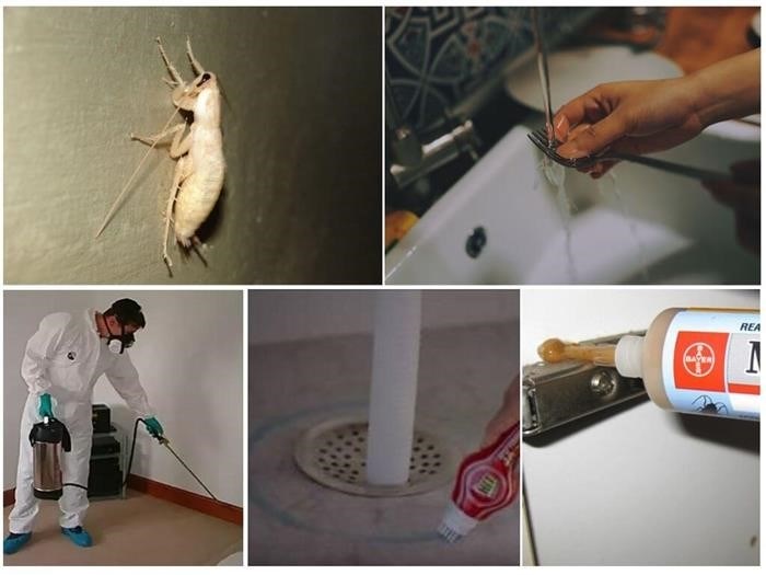 Как бороться с белыми тараканами в квартире?