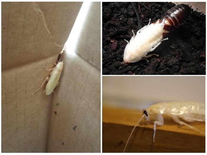 Профилактика появления белых тараканов в квартире