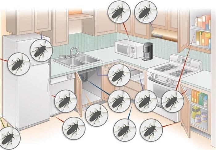 Откуда в квартире появляются тараканы