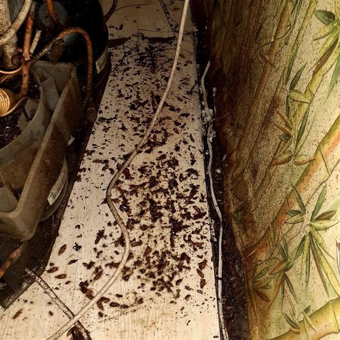 Как понять, что дома есть тараканы