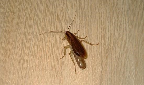 6 причин, почему тараканы появились в квартире