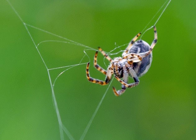 Состав и свойства паутины