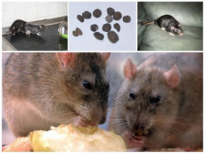 Борьба с крысами на первом этаже: эффективные методы и правовые аспекты