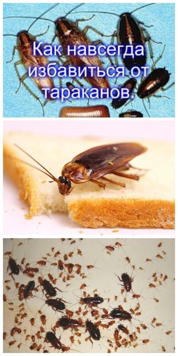 Каким образом эффективно действует мелок от тараканов?