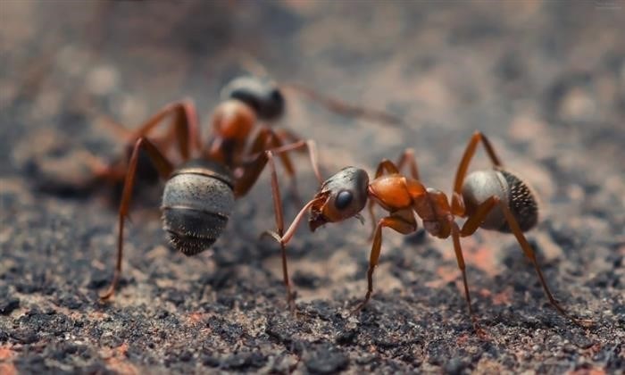 Более подробная информация о пользе муравьев для почвы