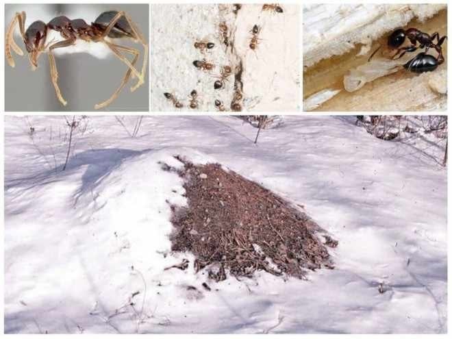 Как готовятся муравьи на зиму?