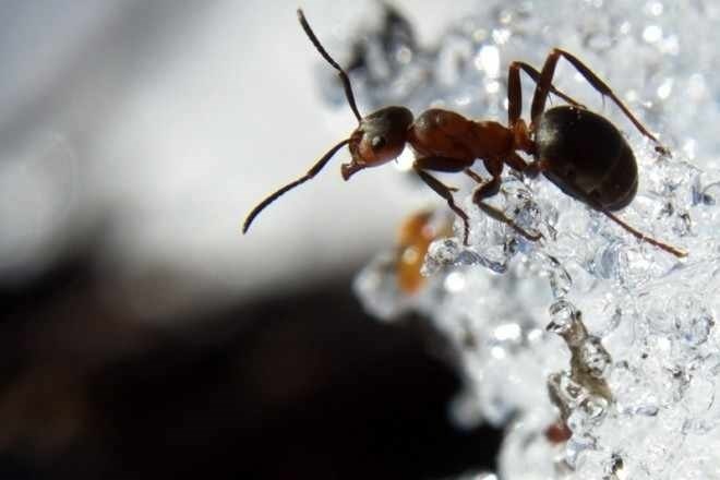 Как муравьи зимуют и готовятся к зиме?