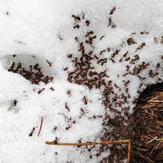 Почему муравьи не замерзают?