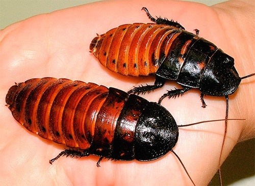 Требования к содержанию мадагаскарских тараканов в домашних условиях
