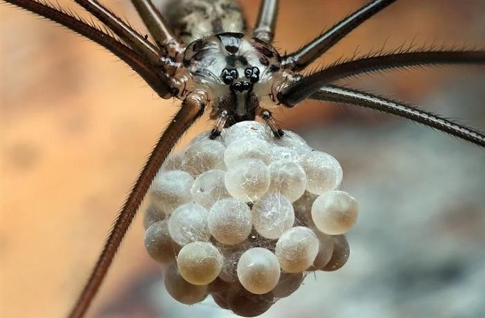 Опасность паука сенокосцец для человека