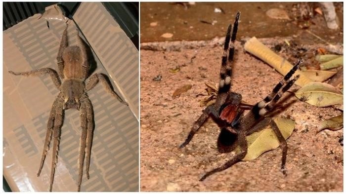 Польза от бразильского странствующего паука