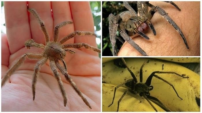 Описание внешнего вида странствующего паука из Бразилии