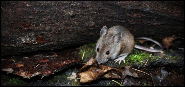 Какой вред причиняет лесная мышь и методы борьбы с ней