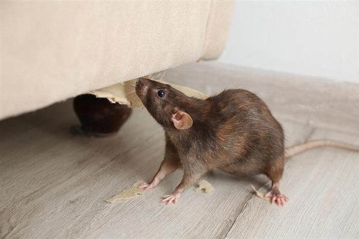 Какими путями крыса может передать заболевание