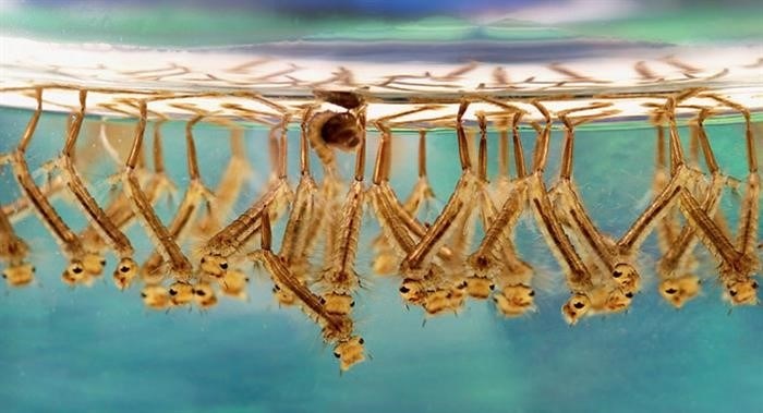 Комарихи – единственные насекомые, которые могут кусать