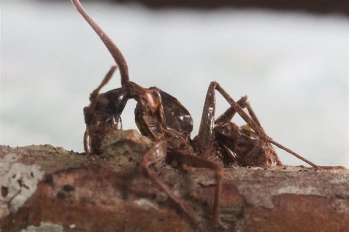 От чего еще страдают муравьи