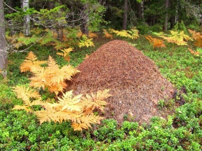 Муравьи - объект питания многих животных в лесу