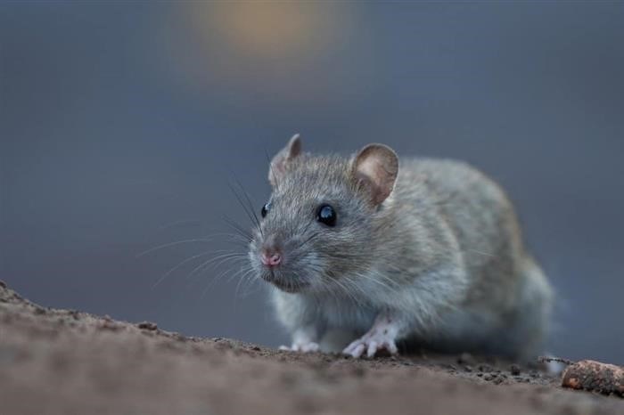 Питание и уход за беременными мышами