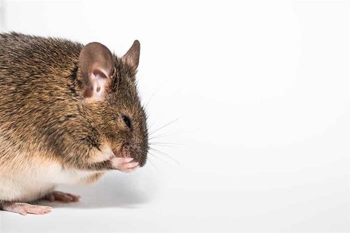 Обзор Мышей и Крыс