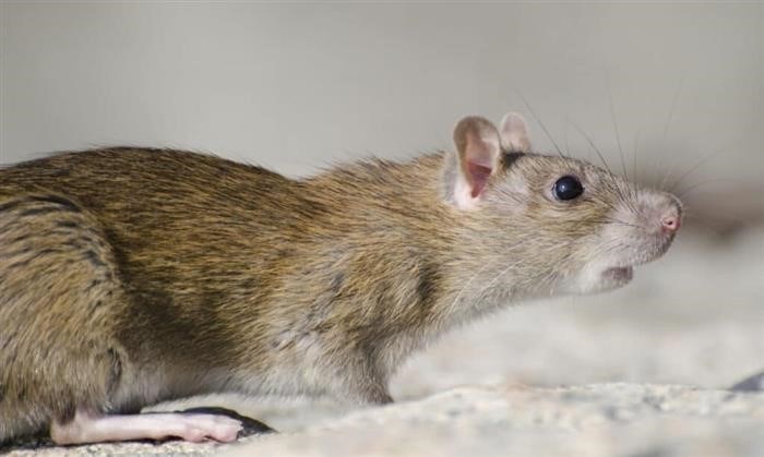 Когда у мышей и крыс рождаются детёныши?