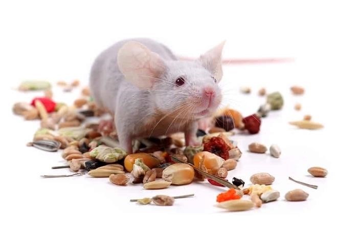 Периоды беременности у мышей: что происходит?