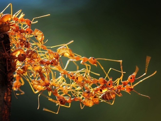 <strong>Как предотвратить укус муравья?</strong>” /></div>
<h2>Описание, внешний вид и особенности укуса муравья красного</h2>
<p>Внешний вид муравья красного можно описать следующим образом:</p>
<ol>
<li><strong>Окраска:</strong> муравей красного имеет яркий красный цвет тела, который может самразличными оттенками.</li>
<li><strong>Анатомия:</strong> его тело состоит из головы, торакса и брюшка. На его голове расположены две узкие и гибкие антенны. Муравей красный также обладает шестью ножками и крепким жвалами, которые позволяют ему захватывать и переваривать пищу.</li>
<li><strong>Социальная структура:</strong> муравей красный обитает в муравейнике, где существует иерархия из нескольких каст. Он соединен между собой специальным феромоном, который позволяет им общаться и координировать действия.</li>
</ol>
<p>Муравей красный обладает необычными особенностями, которые делают его особенным среди других видов муравьев:</p>
<ul>
<li><strong>Агрессивность:</strong> муравей красный имеет агрессивный характер и способен защищать свою колонию с помощью своего жала. Он может атаковать любое постороннее существо, которое считает угрозой.</li>
<li><strong>Жала и яд:</strong> у муравья красного есть жала, которые он использует для защиты. При укусе муравья красного, жало проникает в кожу и вводит яд, вызывая отеки, красноту и болезненные ощущения.</li>
<li><strong>Питание:</strong> муравей красный является всеядным и питается как растительной, так и животной пищей. Он может употреблять соки растений, семена, мелких насекомых и даже мертвую животную пищу.</li>
</ul>
<p>Будьте осторожны при встрече с муравьем красным, чтобы избежать его агрессивного поведения и болезненного укуса.</p>
<h2>Огненные муравьи – подарок из Южной Америки</h2>
<p>Огненные муравьи привлекают внимание не только своим внешним видом, но и своим поведением. Их социальная структура и способ общения являются темой множества научных исследований. Они живут в больших колониях и работают сообща, набирая пищу и защищая свою территорию.</p>
<p>Огненные муравьи имеют экологическое и научное значение, и их изучение помогает расширить наши знания об эволюции и поведении животных. Кроме того, они служат символом Южной Америки и привлекают внимание туристов, желающих познакомиться с богатым биологическим разнообразием этого региона.</p>
<div class=