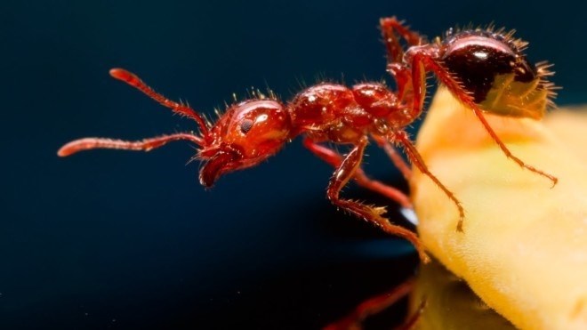 Вред от огненных муравьев