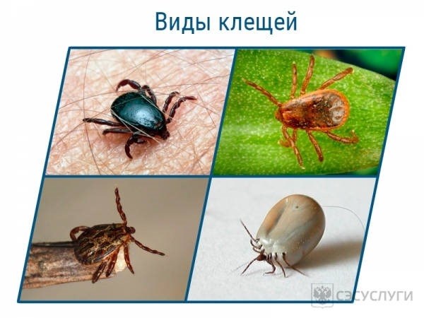 Самые вредоносные виды клещей в России