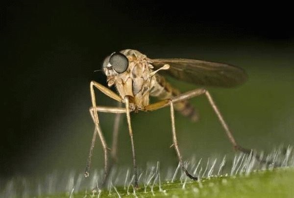 Долгая или короткая жизнь: сколько живут комары?