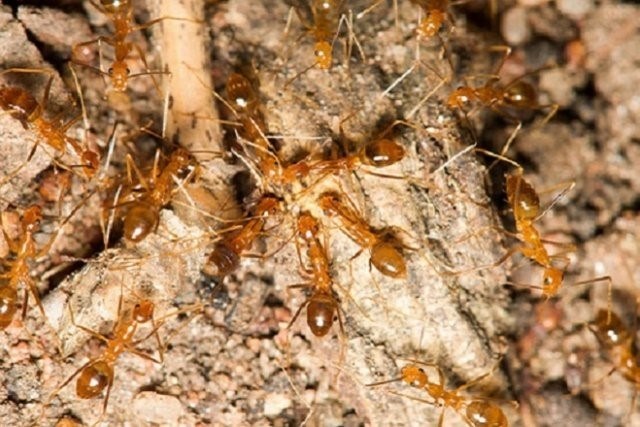 Жёлтый сумасшедший муравей: анализ этиологии и последствий