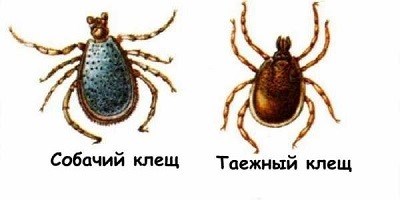 Собачий клещ таежный клещ