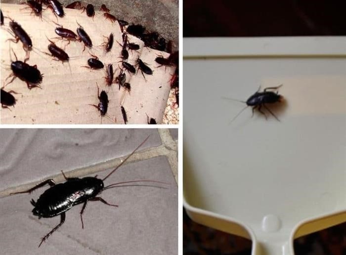 Образ жизни черного таракана
