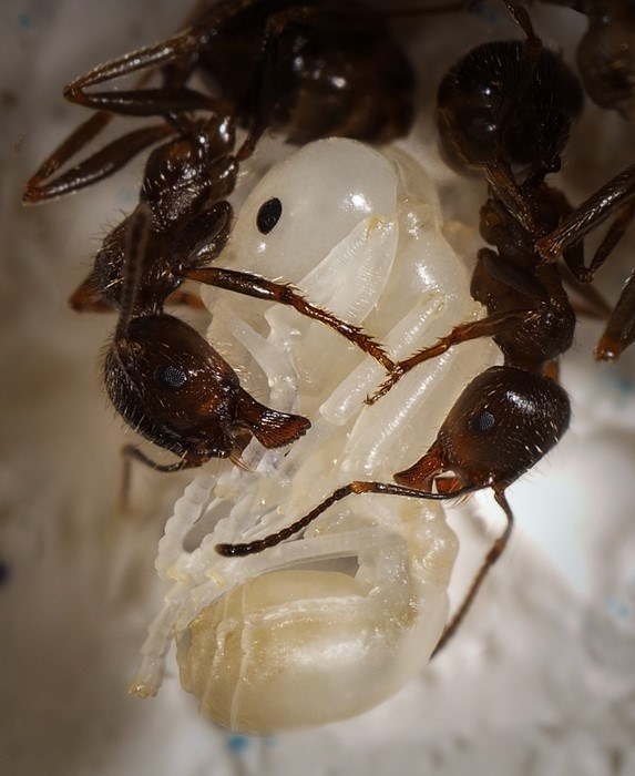 Какова продолжительность жизненного цикла муравья?
