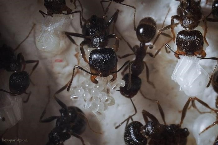 Как образуется муравьиная матка?