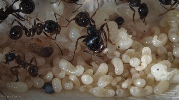 Как рождаются муравьи? Самки и самцы