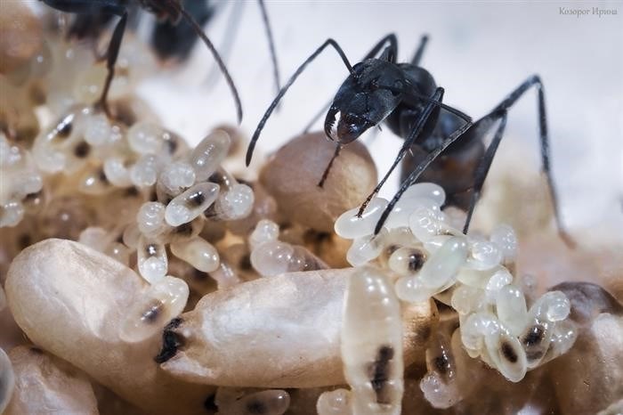 Как остановить муравьев в доме?