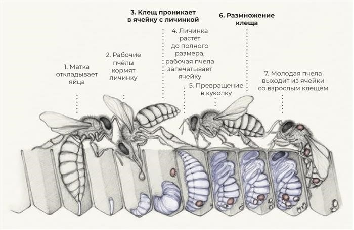 Паразитарные заболевания пчёл: какие виды существуют?