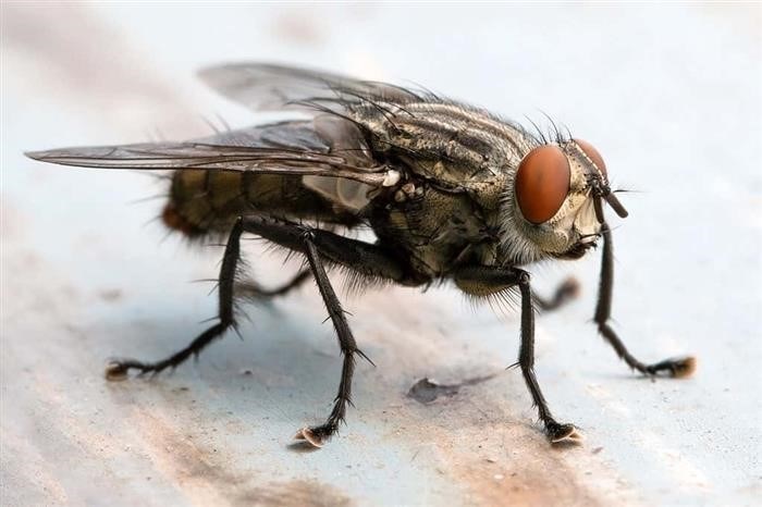 Как работает сердце у мухи