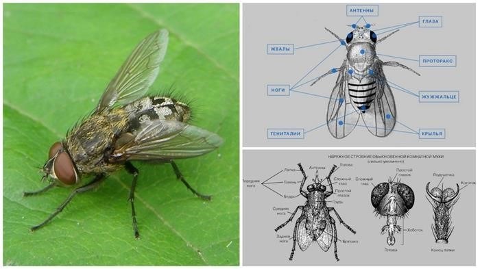 Имеют ли все насекомые спинной сосуд?