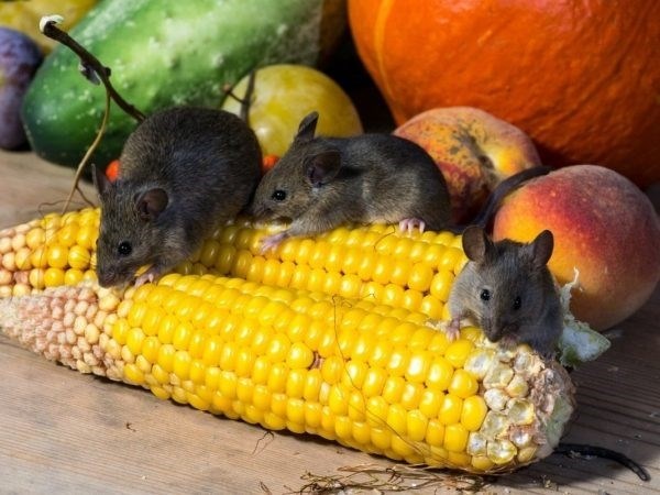 Ловушки и отпугиватели для борьбы с мышами: выберите эффективный способ