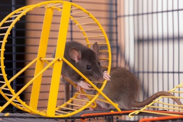 Как отличаются сроки жизни крыс разных пород?