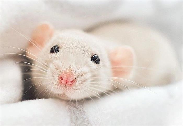 Сколько живут крысы в домашних условиях?