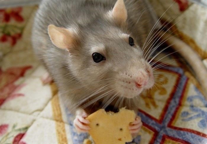 Болезни, которые чаще всего становятся причиной смерти домашних крыс