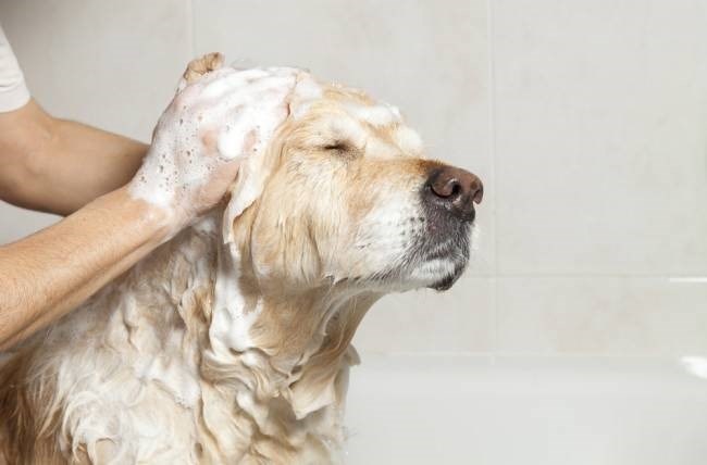 Как правильно выбрать шампунь от блох и клещей для собаки
